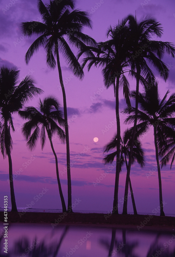 Palm Trees With Moon In A Bright Pink And Purple Sky, Reflecting On Still Water. Palm Trees With Moon In A Bright Pink And Purple Sky, Reflecting On Still Water.