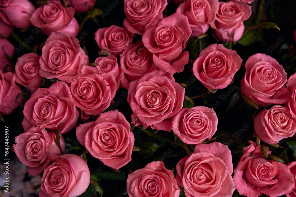 Obraz premium Soft pink roses in full bloom against a dark background creating