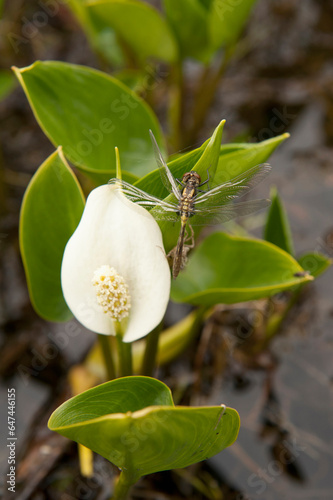 A Dragonfly Rests On A Poisonous Wild Calla Near The Shoreline On Lynx Lake In The Nancy Lakes State Recreation Area, Southcentral Alaska, Summer photo