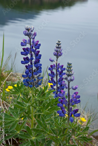 Lupine Flowers, Southwest Alaska, Summer photo