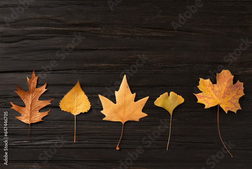 Autumn leaves of different trees on a dark background, flat lay