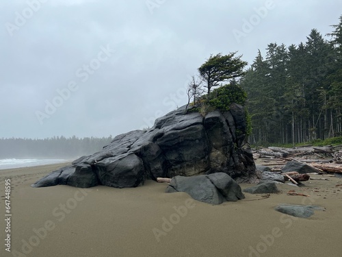 windswept sitka spruce tree on beach photo