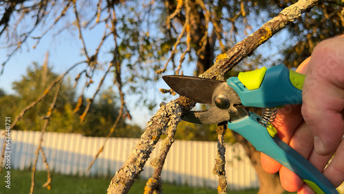 Trimming tree branches with scissors. Gardener cuts branches on old tree with Handheld Pruning Shears. Trimming trees in backyard. Branch Cutting and Tree Trimmer in village. Greenworks with secateurs photo
