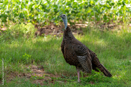 Urban Wild Turkey Near A Soybean Field In Summer In Wisconsin