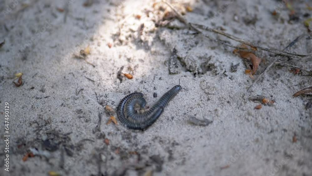 Two Black Centipedes Mating, Crawling on Dirty Sand and Dry Leaves in Sun. Selective focus, blurred motion. Pair, together. Sunbeam. Morning. Caterpillars in nature. Copy space. Wildlife, close-up. Two Black Centipedes Mating, Crawling on Dirty Sand and Dry Leaves in Sun. Selective focus, blurred motion. Pair, together. Sunbeam. Morning. Caterpillars in nature. Copy space. Wildlife, close-up.