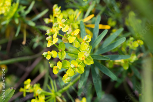Tabaiba salvaje Euphorbia regis-jubae is a shrub endemic of Canary Islands. High quality photo photo