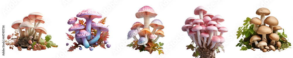 Png Set Shiite fungi transparent background Png Set Shiite fungi transparent background
