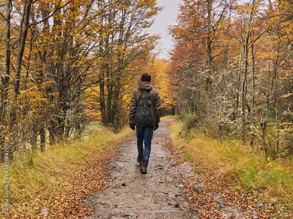 Person walking in a forest in autumn