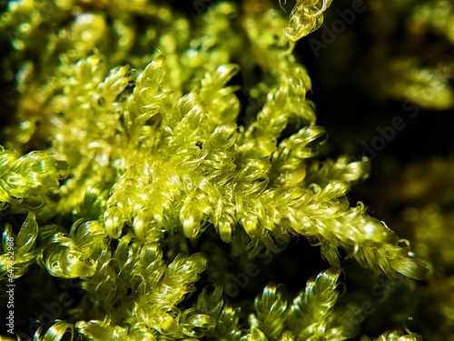 Extreme close up of curly green moss, most likely Comb-moss (Ctenidium molluscum).  photo