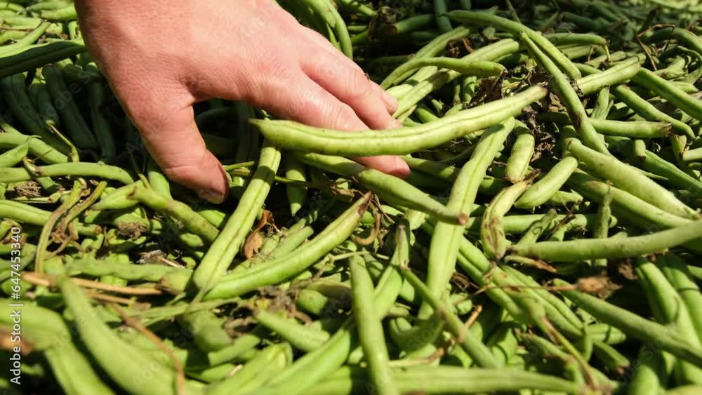 Close up and slow motion while checking and grabbing handful of low quality green beans dumped on ground straight from farm truck after refusal.