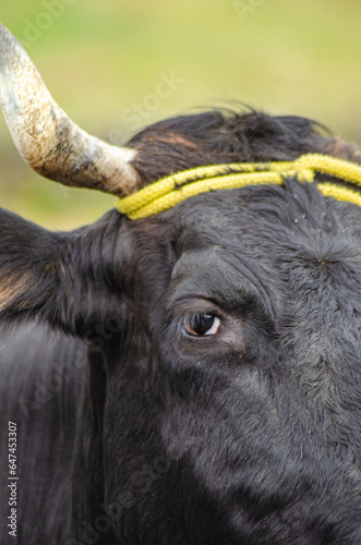 partial portrait of a black cow