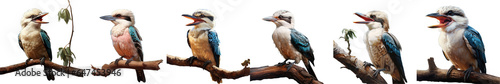 Png Set Clear photograph of a laughing kookaburra transparent background