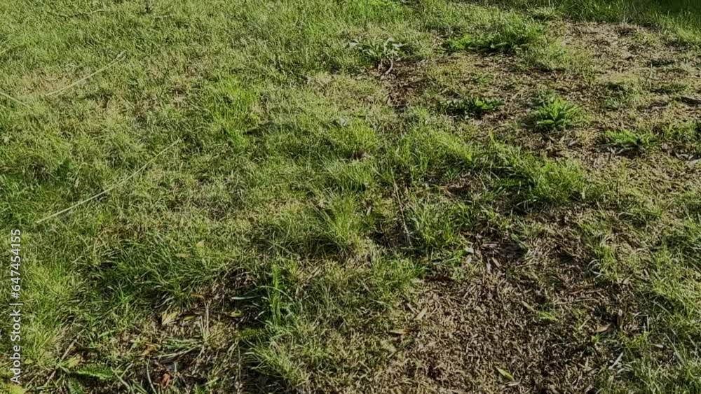 grass on the ground grass on the ground