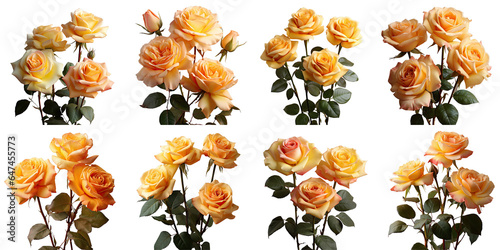 Png Set Three roses yelloworange on a transparent background © 2rogan