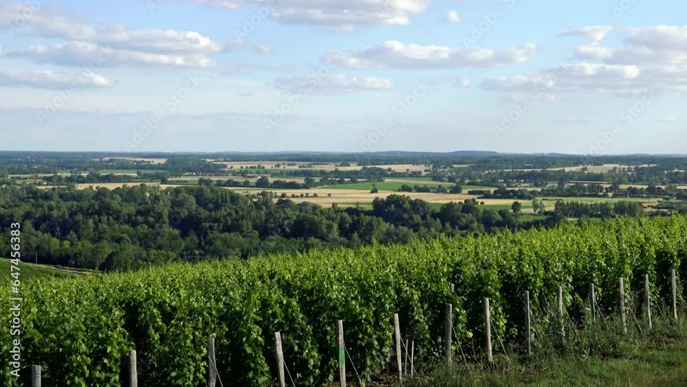 Green vine stocks in Europe, in France, in Burgundy, in Nievre, in Pouilly sur Loire, towards Nevers, in summer, on a sunny day. Green vine stocks in Europe, in France, in Burgundy, in Nievre, in Pouilly sur Loire, towards Nevers, in summer, on a sunny day.