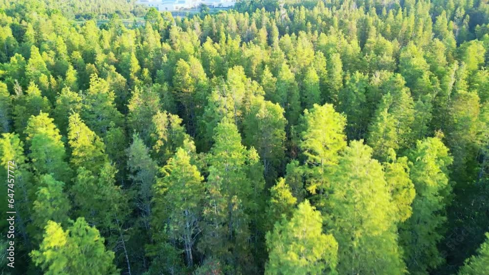 Central Florida Swamp Forest from Above during Late Summer