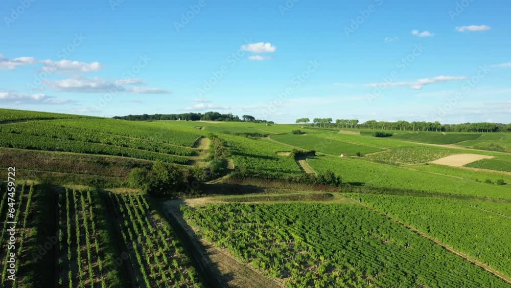 The green vineyard fields in Europe, in France, in Burgundy, in Nievre, in Pouilly sur Loire, towards Nevers, in summer, on a sunny day. The green vineyard fields in Europe, in France, in Burgundy, in Nievre, in Pouilly sur Loire, towards Nevers, in summer, on a sunny day.