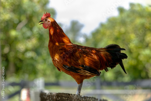 A rooster also knows as a cock perched in a basket. Countryside life. Farm. photo