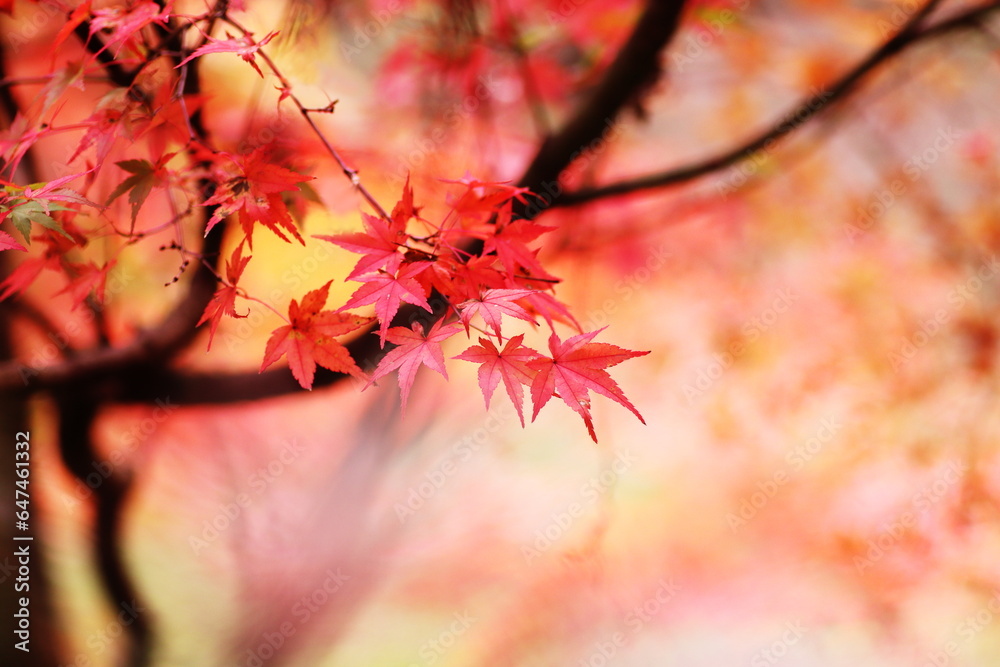 紅葉した秋の風景 紅葉した秋の風景