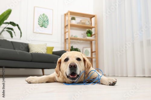 Naughty Labrador Retriever dog near damaged electrical wire at home © New Africa
