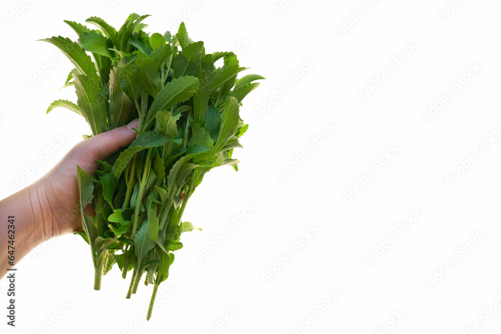Green stevia bunch in hand isolated on white background. Food grade vegetable sweetener.Stevia rebaudiana.Vegetable sweetener.Stevia plant.Alternative Low Calorie Vegetable Sweetener.Sugar substitute Green stevia bunch in hand isolated on white background. Food grade vegetable sweetener.Stevia rebaudiana.Vegetable sweetener.Stevia plant.Alternative Low Calorie Vegetable Sweetener.Sugar substitute
