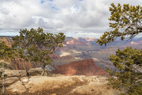 Juniper trees at the South Rim at Grand Canyon National Park in winter, Arizona, USA