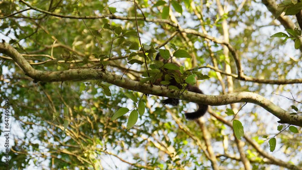 Monkey Moving In Slow Motion On A Tall Tree Monkey Moving In Slow Motion On A Tall Tree