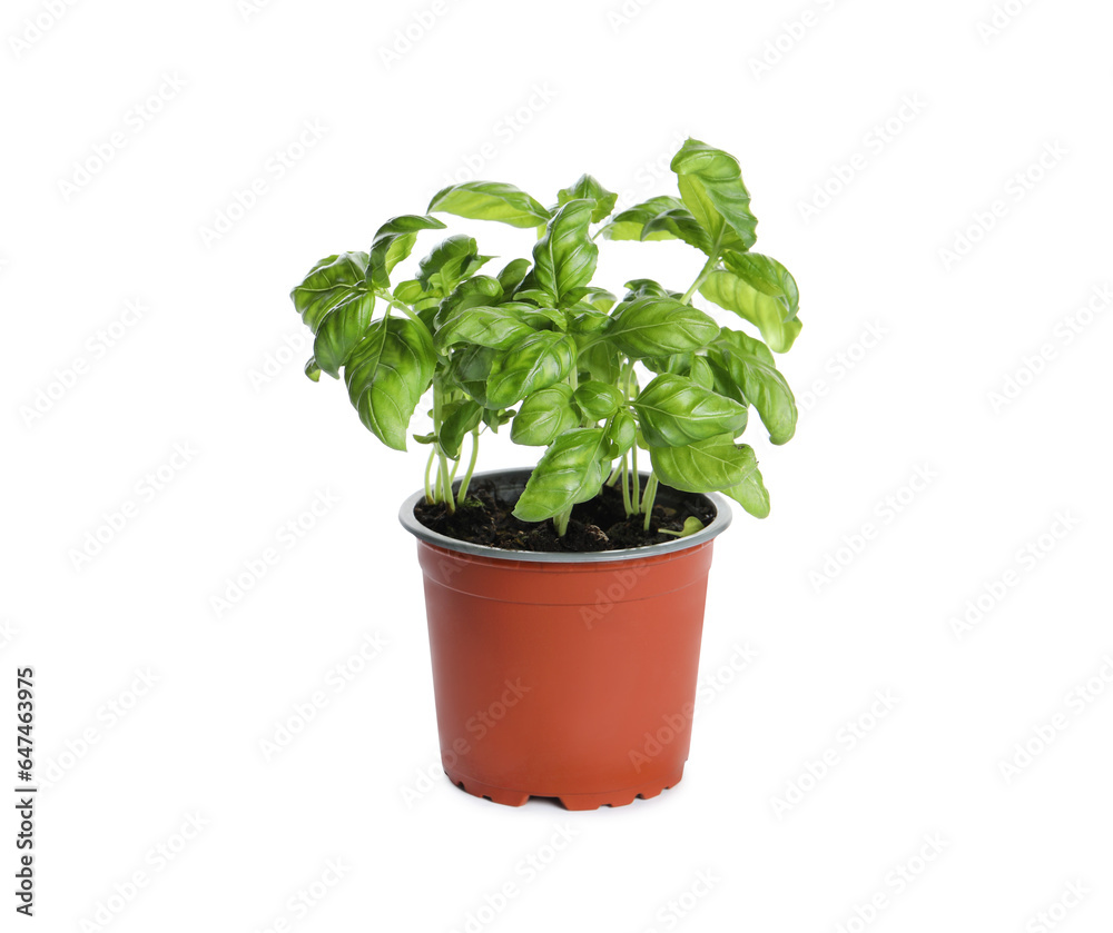 Aromatic green potted basil isolated on white