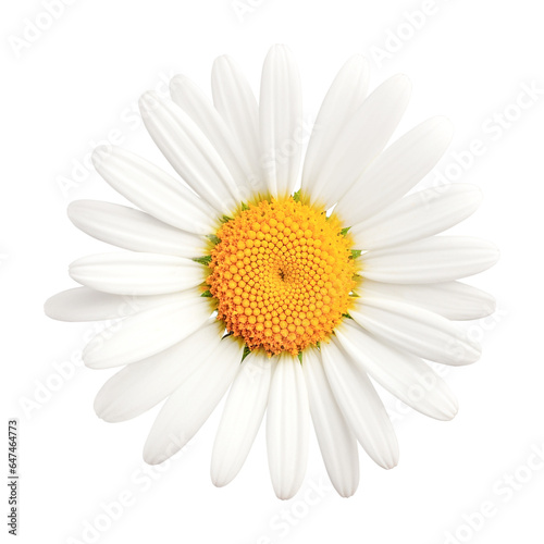 daisy isolated on transparent background, PNG file © peekeedee