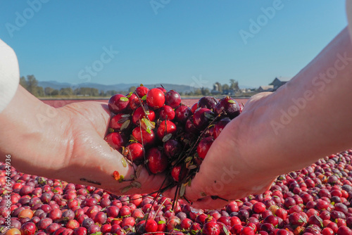 Woman's hand scoop up cranberries from the Crannberry bog, 