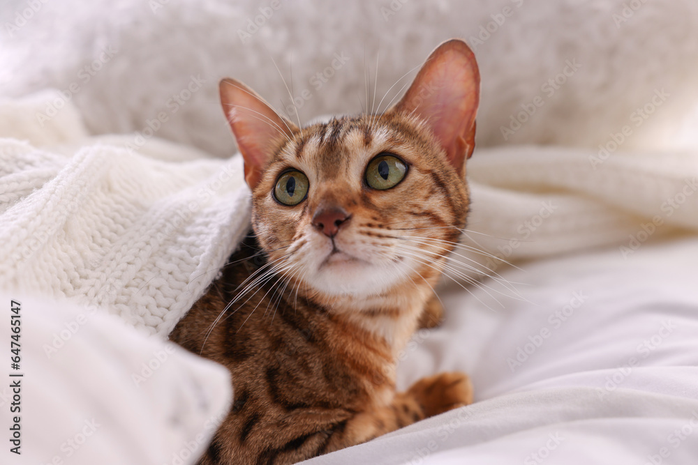 Cute Bengal cat lying on bed at home, closeup. Adorable pet