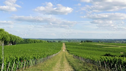 An ancient path in the heart of green vineyards in Europe, in France, in Burgundy, in Nievre, in Pouilly sur Loire, towards Nevers, in summer, on a sunny day.  photo