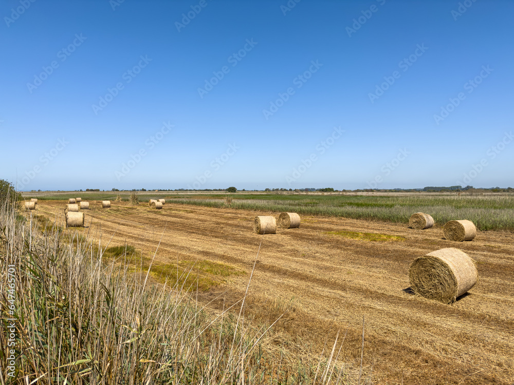 Straw rolls on the field. Round straw bales. Stover on the field. Harvested cereal plants. Agriculture.