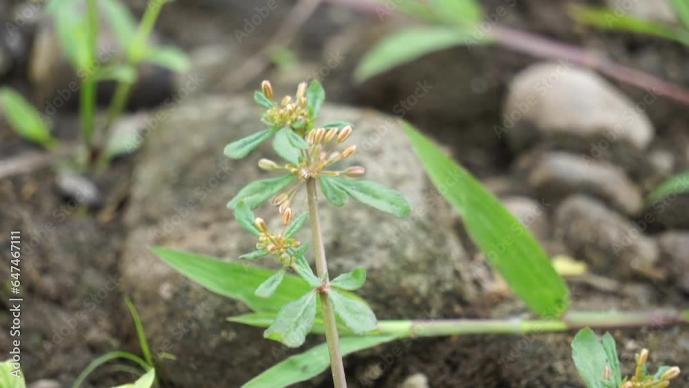 Mollugo verticillata (green carpetweed, Indian chickweed, Devil's Grip, Whorled Chickweed). This