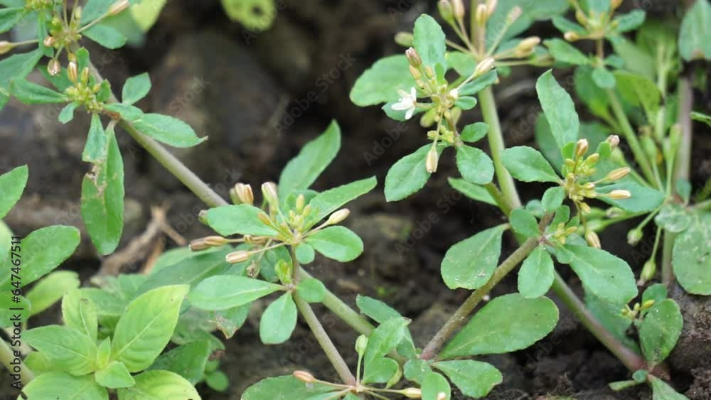Mollugo verticillata (green carpetweed, Indian chickweed, Devil's Grip, Whorled Chickweed). This