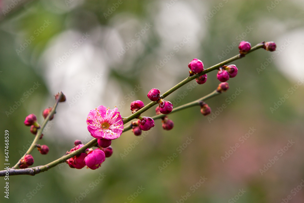 Macro Flower Photography Pictures Macro Flower Photography Pictures