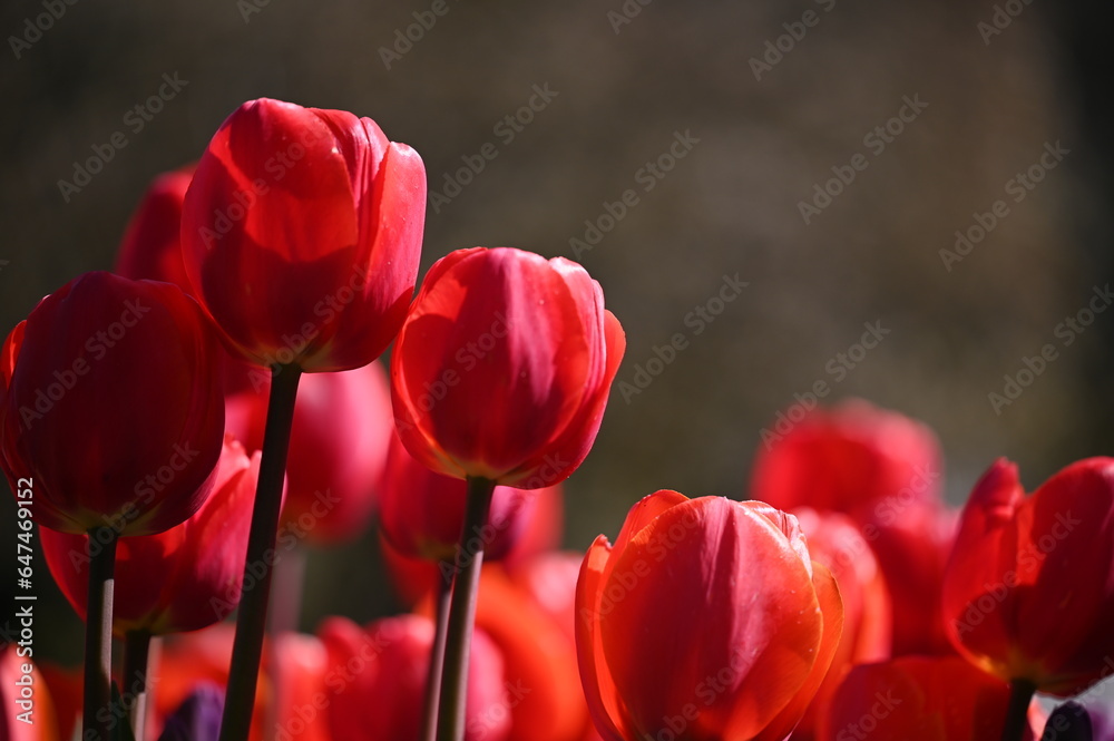 Obraz premium Beautiful colorful tulips in spring