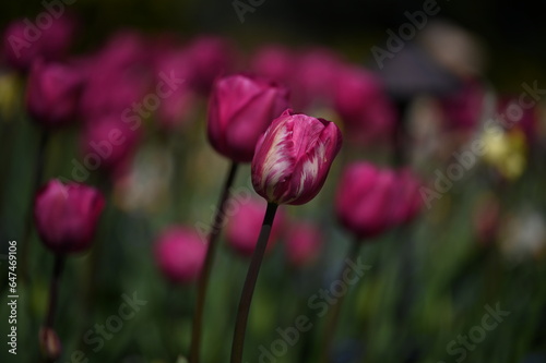 Beautiful colorful tulips in spring