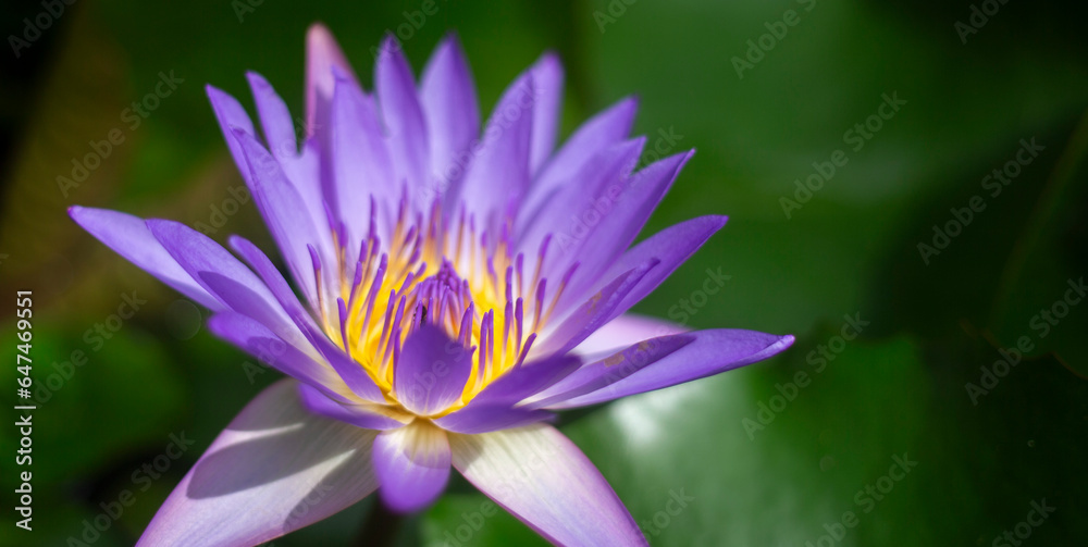 Purple lotus blooming in the pond with green leaf background Purple lotus blooming in the pond with green leaf background