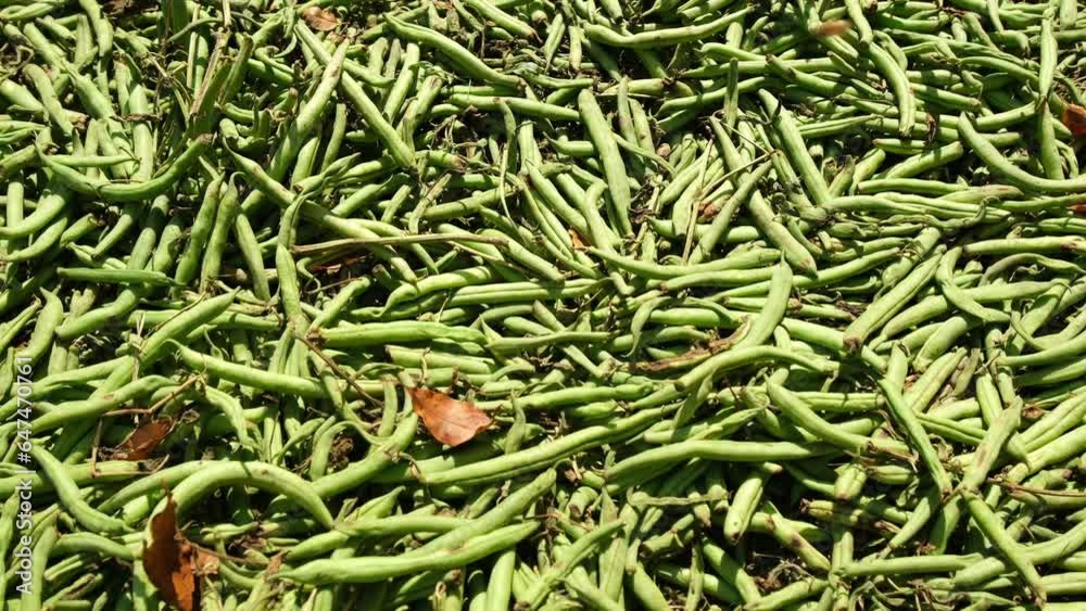 Panning over layer of green beans dumped on ground in sun straight from farm truck after refusal for low quality produce. Panning over layer of green beans dumped on ground in sun straight from farm truck after refusal for low quality produce.