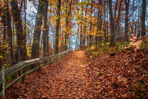 sunny autumn forest, path in the fall forest