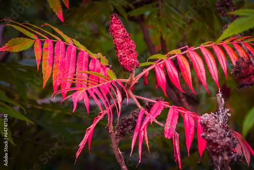 Autumn coloration of Rhus typhina (Staghorn sumac, Anacardiaceae). Blurred background. Selective focus. Close-up. Red and green sumac leaves., autumn concept photo