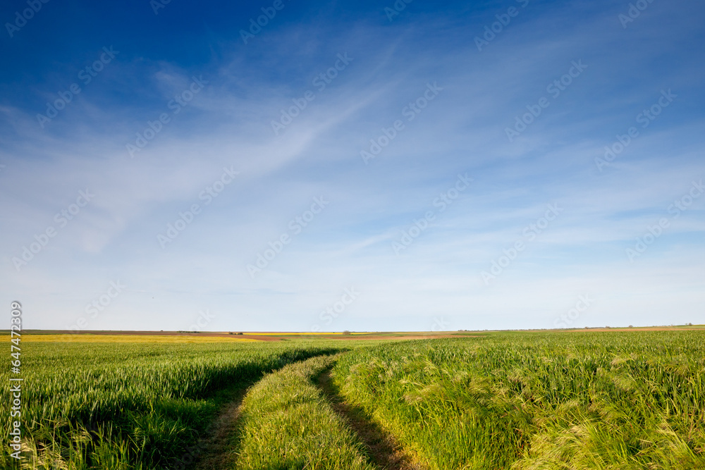 Φωτογραφία wheat field, green color, on a sunny afternoon with blue sky, in a typical serbian agricultural landscape, at the spring season, in Vojvodina, with an old dirt path