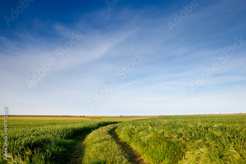 wheat field  green color  on a sunny afternoon with blue sky  in a typical serbian agricultural landscape  at the spring season  in Vojvodina  with an old dirt path.