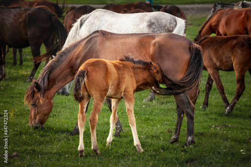 Selective blur on a newborn foal sucking a mare, mother, in a herd of horses, brown & white at sunset in Zasavica, Serbia in a rural farm landscape. Equidae are symbol of countryside animals.