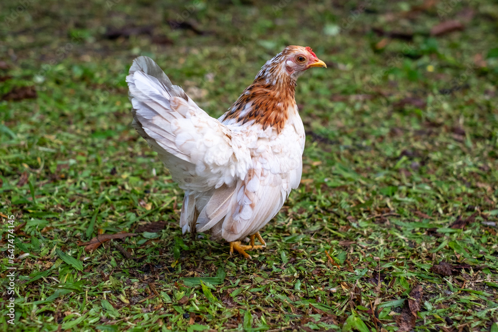 Obraz premium chicken in grass