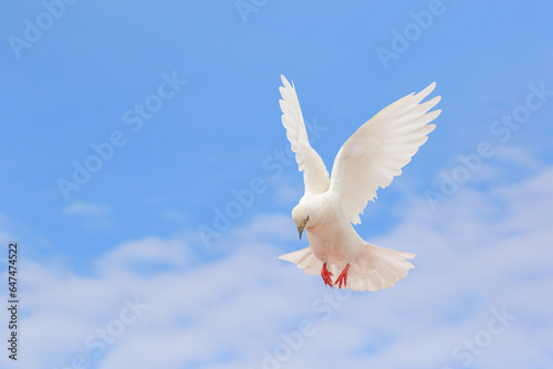 Beautiful of White dove flying in the sky. White dove is the symbol of peace.