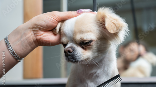 A woman combs a cute shorthair chihuahua in a grooming salon. 