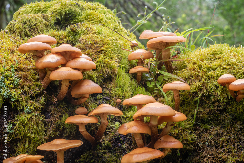 Φωτογραφία Large group cluster of orangish brown capped mushrooms growing on a mossy, fallen log in the Highlands of Scotland