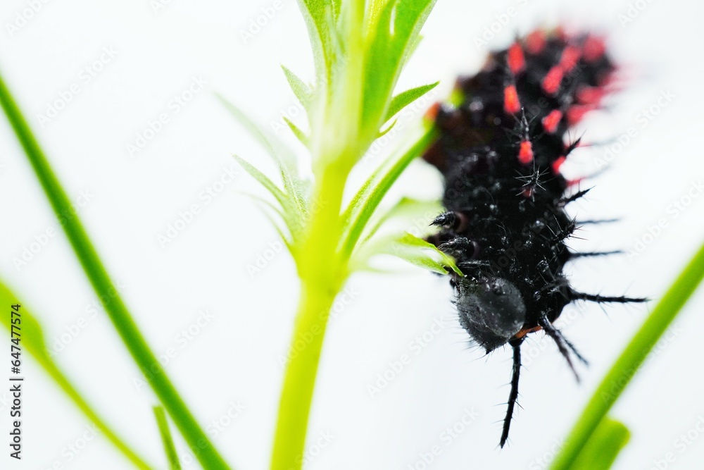 Fotografie 白背景にビオラの葉を逆さで食べる赤と黒のツマグロヒョウモンの幼虫